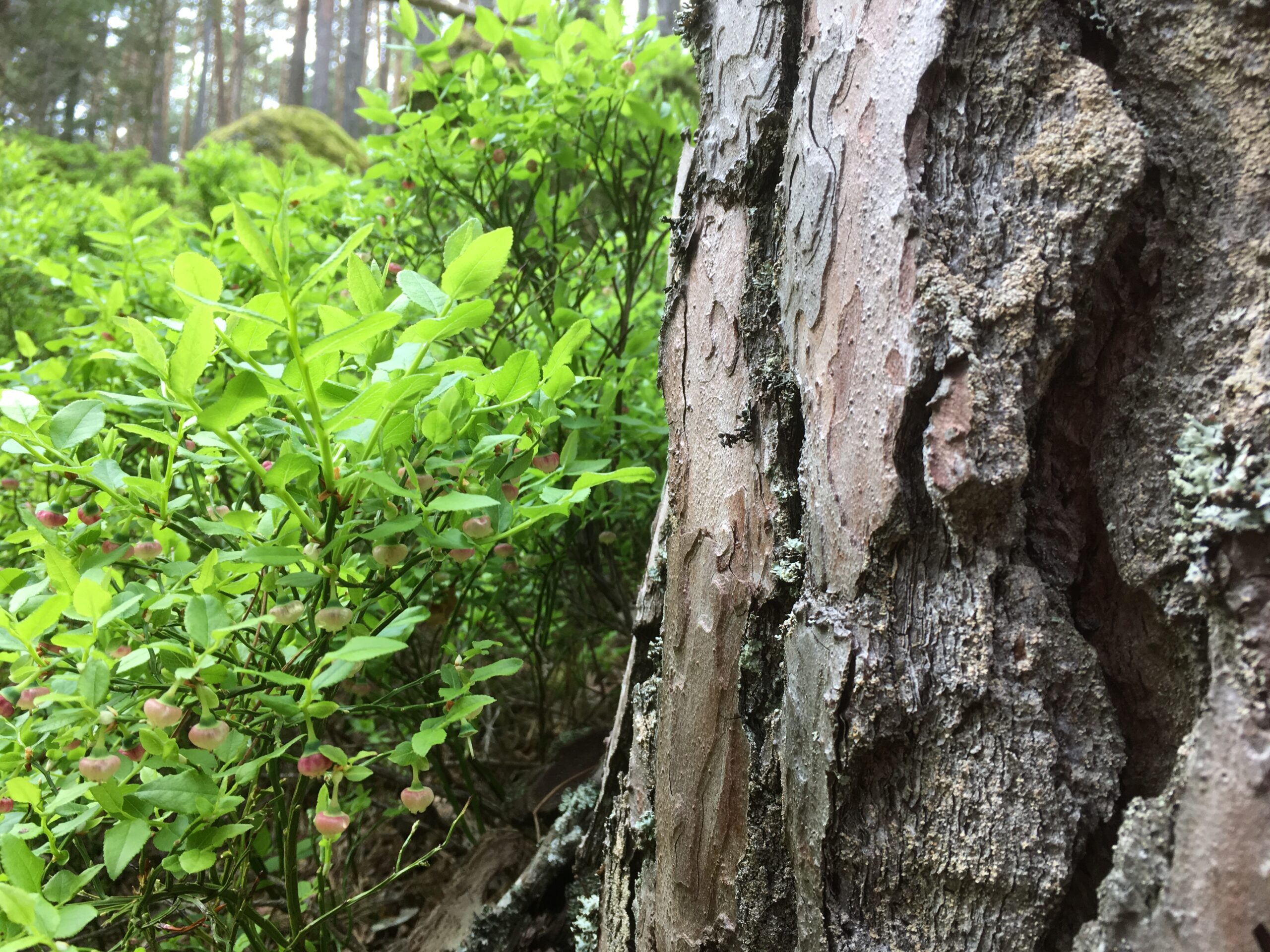 Baumrinden und Wald-Räucherwerke für die kühle Jahreszeit